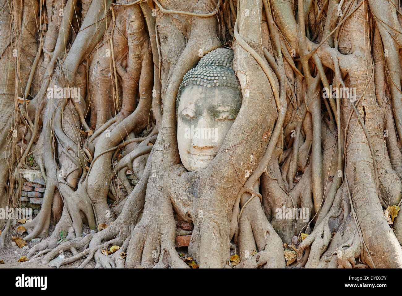 Thailand, Ayutthaya, Ayutthaya Historical Park, Wat Mahatat Stein Buddha Kopf sitzt in den Wurzeln eines Feigenbaumes umschlungen Stockfoto