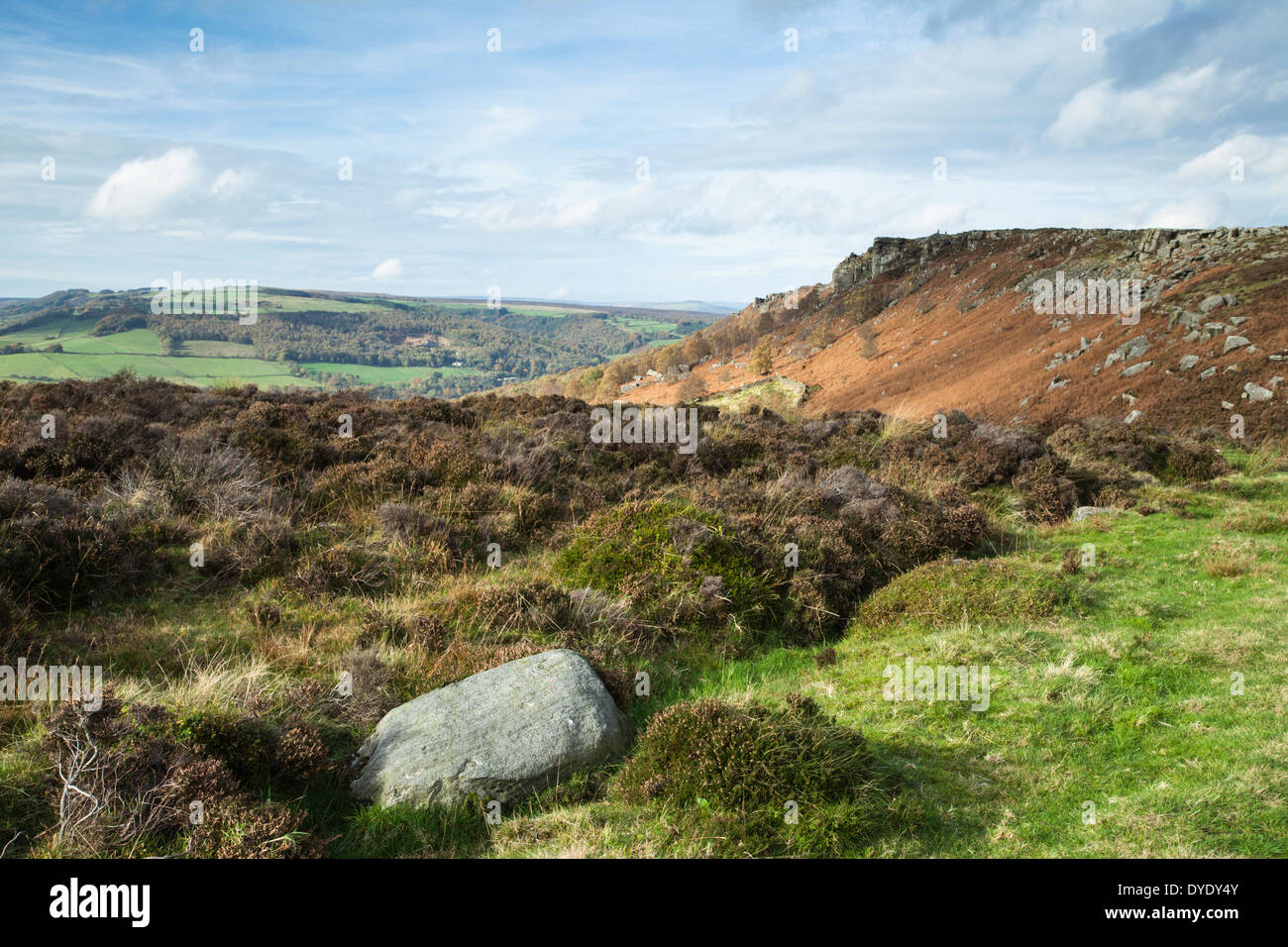 Klumpen von verblassten Heidekraut und die Ansicht von Baslow Kante in Richtung Curbar Rand und Rollen bewaldete Landschaft dahinter, Derbyshire, Peak District, England Stockfoto