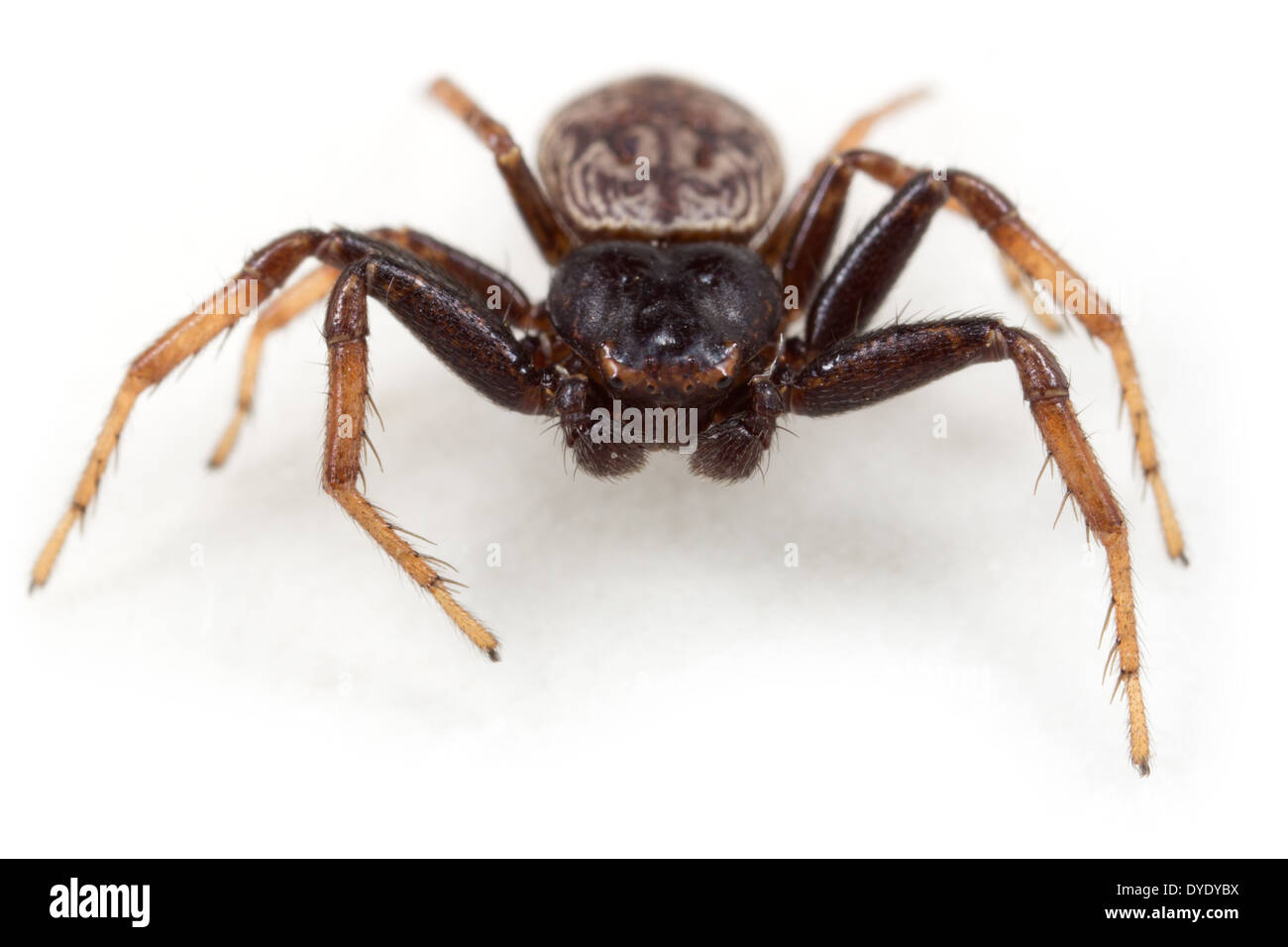 Männliche Krabbe Spinne Coriarachne Depressa, Teil der Familie Thomisidae - Krabben Spinnen, isoliert auf weißem Hintergrund. Stockfoto