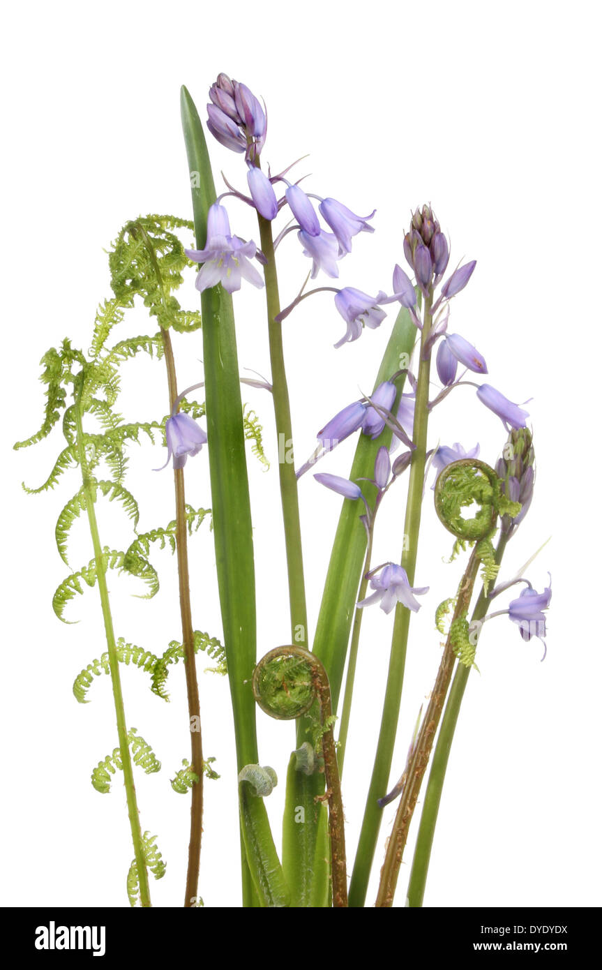 Bluebell Blüten und Blätter mit Farn Wedel isoliert gegen weiß Stockfoto