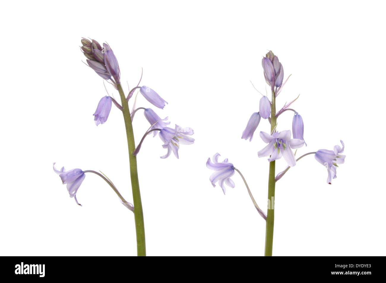 Bluebell Blumen isoliert gegen weiß Stockfoto