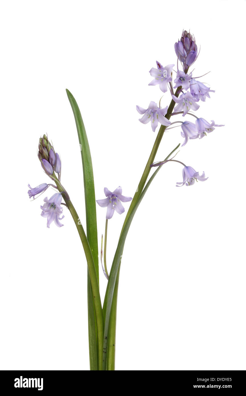 Bluebell Blüten und Blätter isoliert gegen weiß Stockfoto