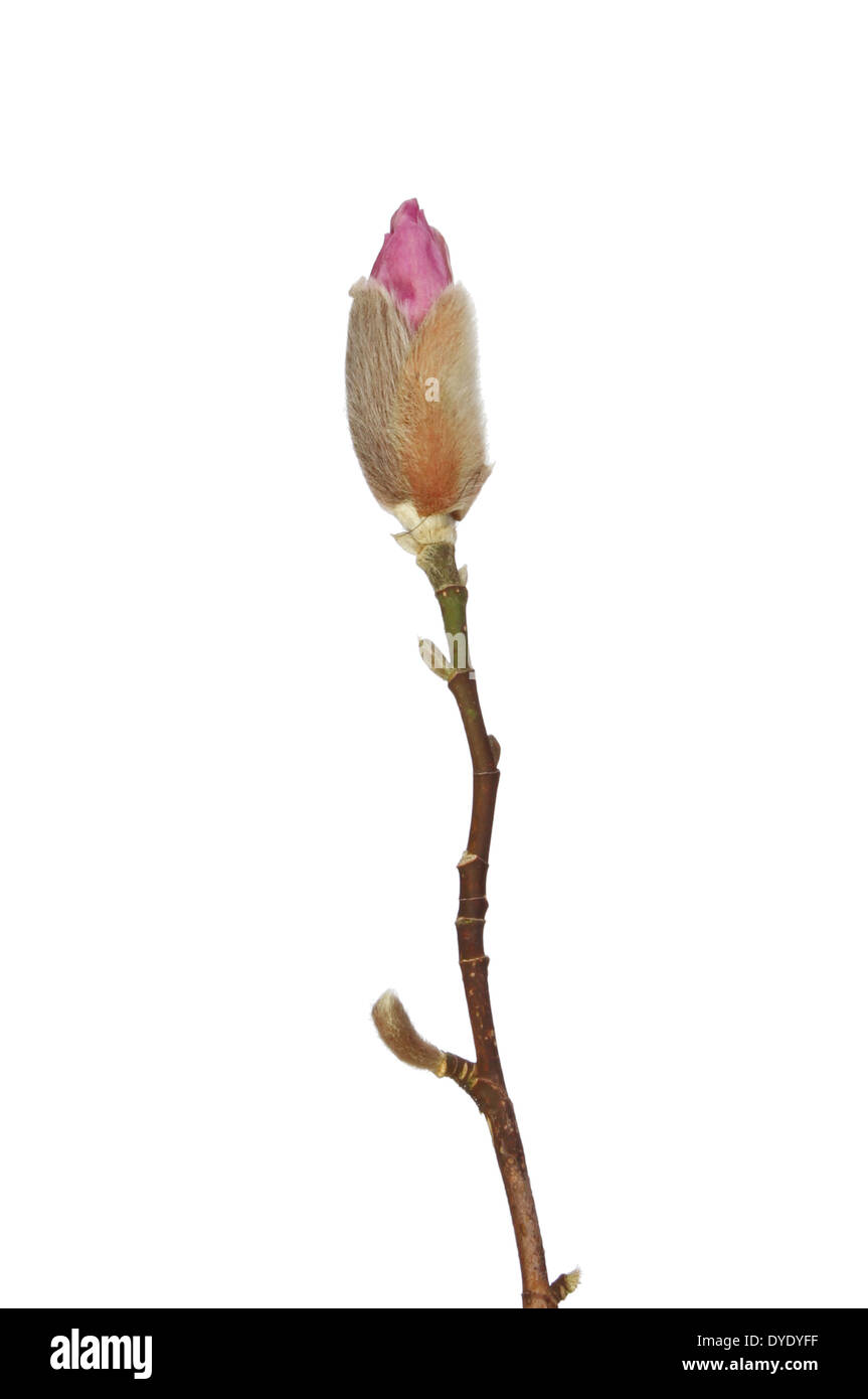 Magnolia Bud und Niederlassung isoliert gegen weiß Stockfoto