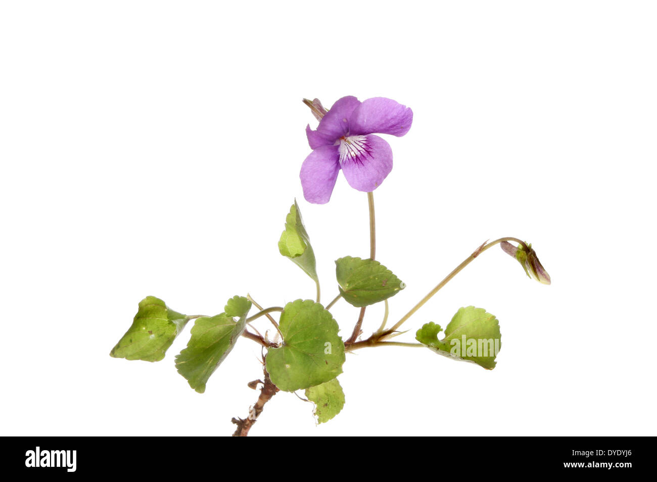 Violette Blume und Blätter isoliert gegen weiß Stockfoto