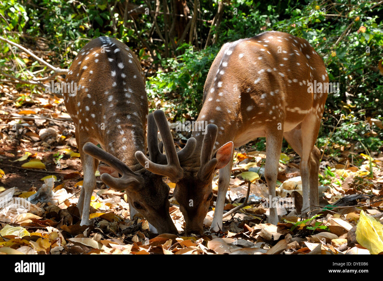 Sambar-Hirsche in Trincomalee, Sri Lanka Stockfoto