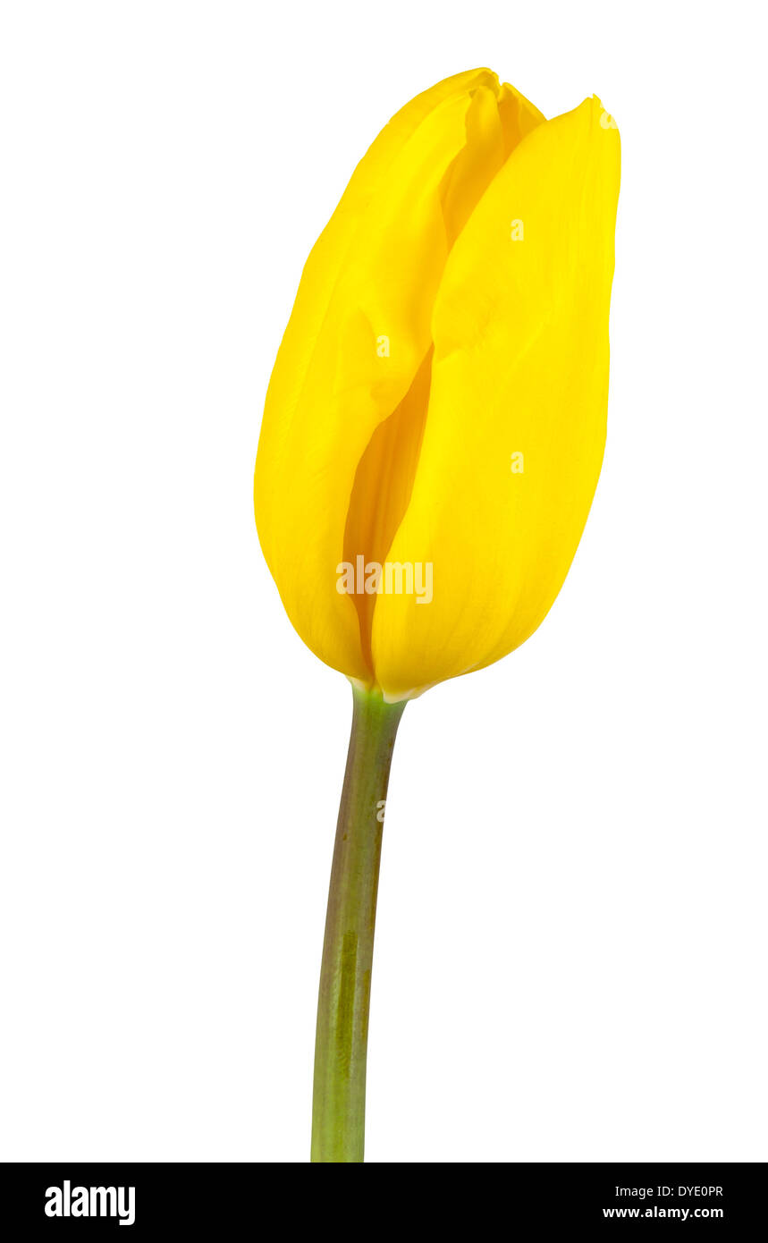 Gelbe Tulpe isoliert auf weißem Hintergrund mit Beschneidungspfad Stockfoto