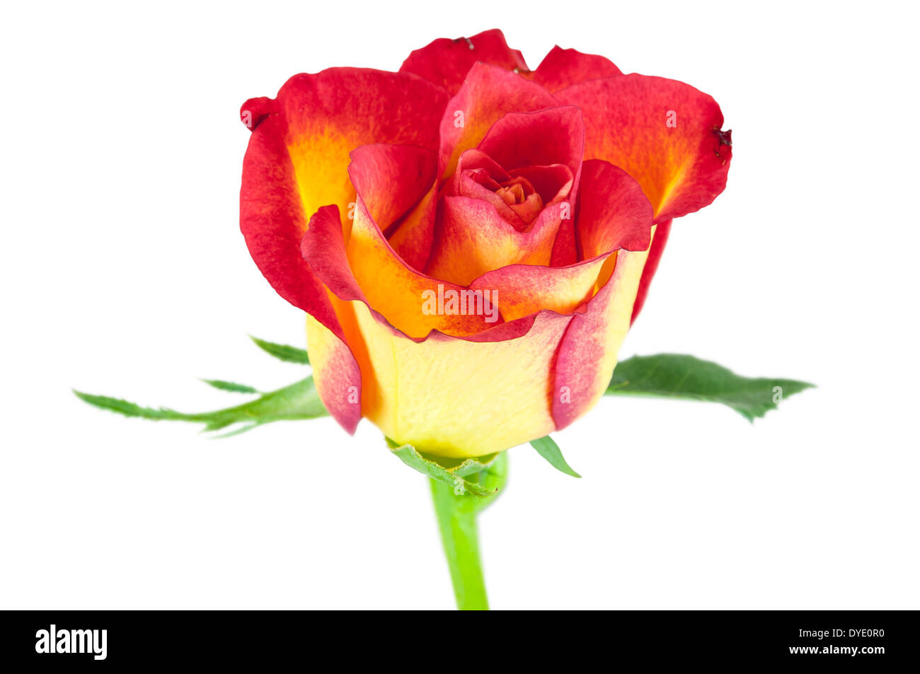 Nahaufnahme von roten gelbe rose Blume isoliert auf weißem Hintergrund mit Beschneidungspfad Stockfoto