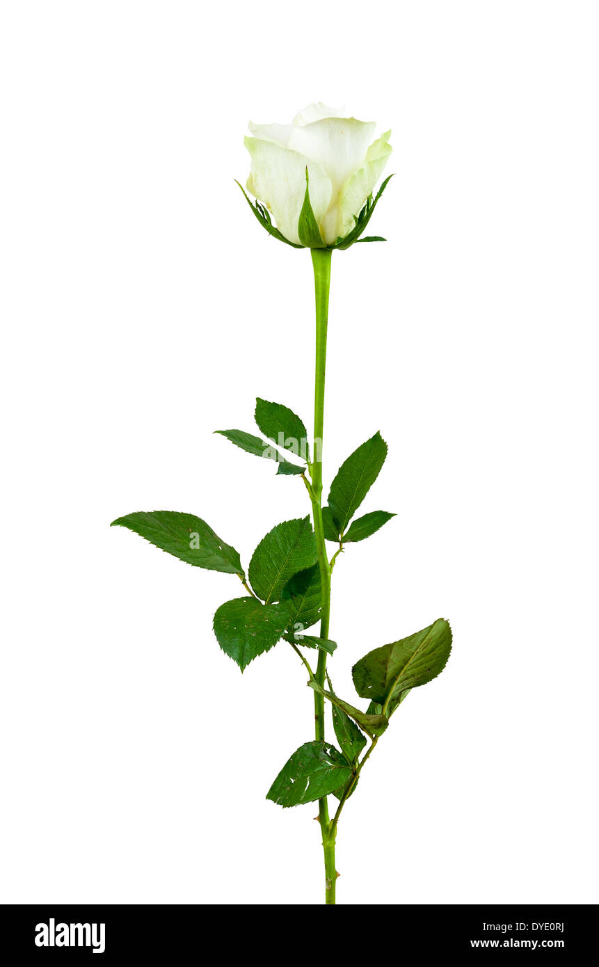 Weisse rose Blume isoliert auf weißem Hintergrund mit Beschneidungspfad Stockfoto