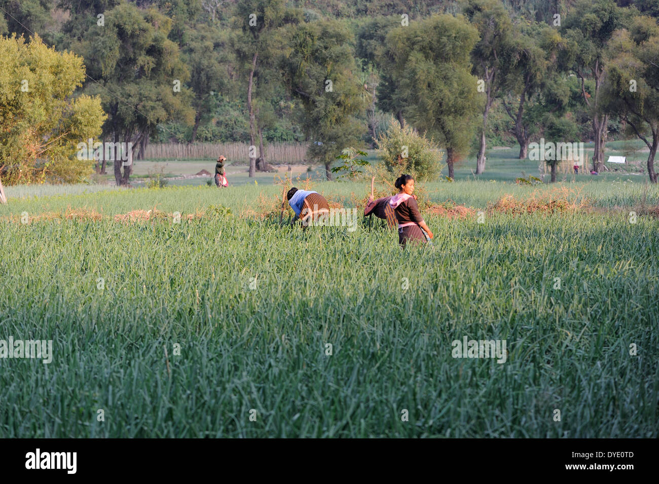 Frauen neigen dazu Zwiebeln wachsen in einem terrassenförmig angelegten, bewässerten Feld am Ufer des Rio Panajachel. Stockfoto
