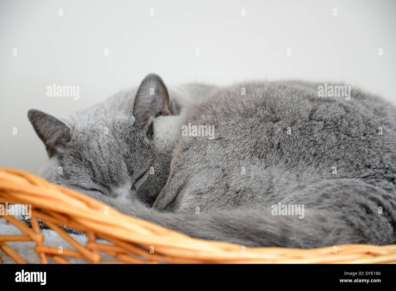 britische Blau Katze schläft in einem Korb Stockfoto