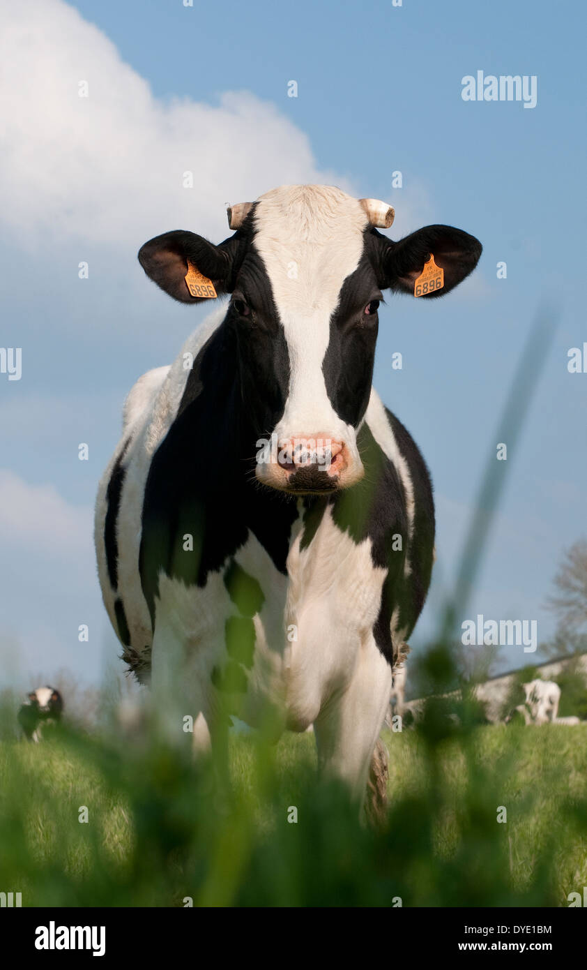 Kuh stehend im Feld, Normandie, Frankreich Stockfoto