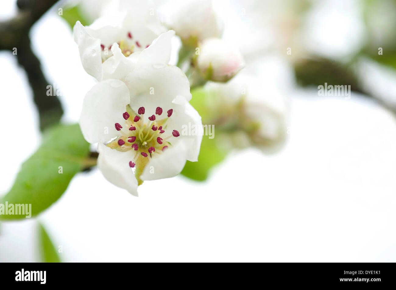 Birne Baum weiße Blüte Blumen blühen Stockfoto