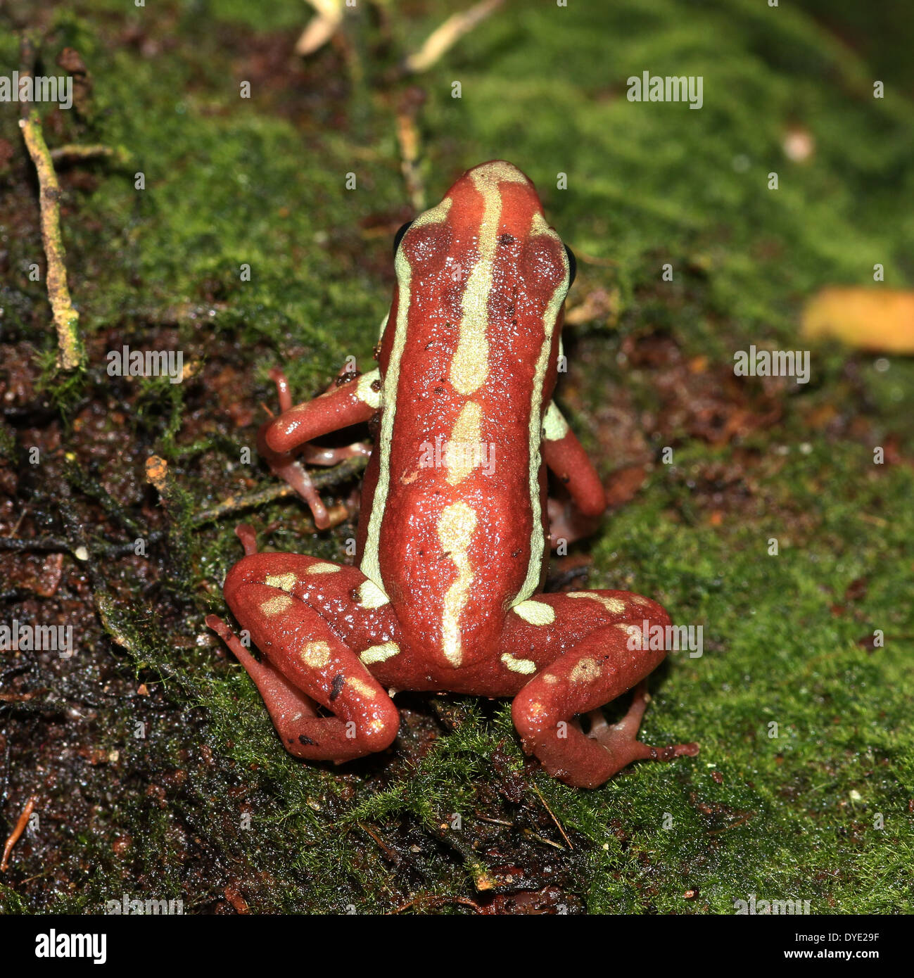 Phantasmal Pfeilgiftfrosch (Epipedobates Tricolor), eine Vielzahl von roten und gelben Pfeil-Frosch aus Mittelamerika Stockfoto