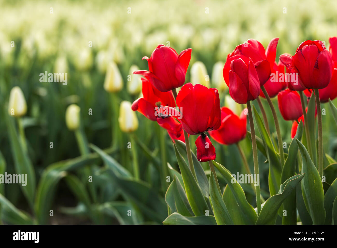 Nahaufnahme von roten Tulpen vor einem Feld der weissen Stockfoto