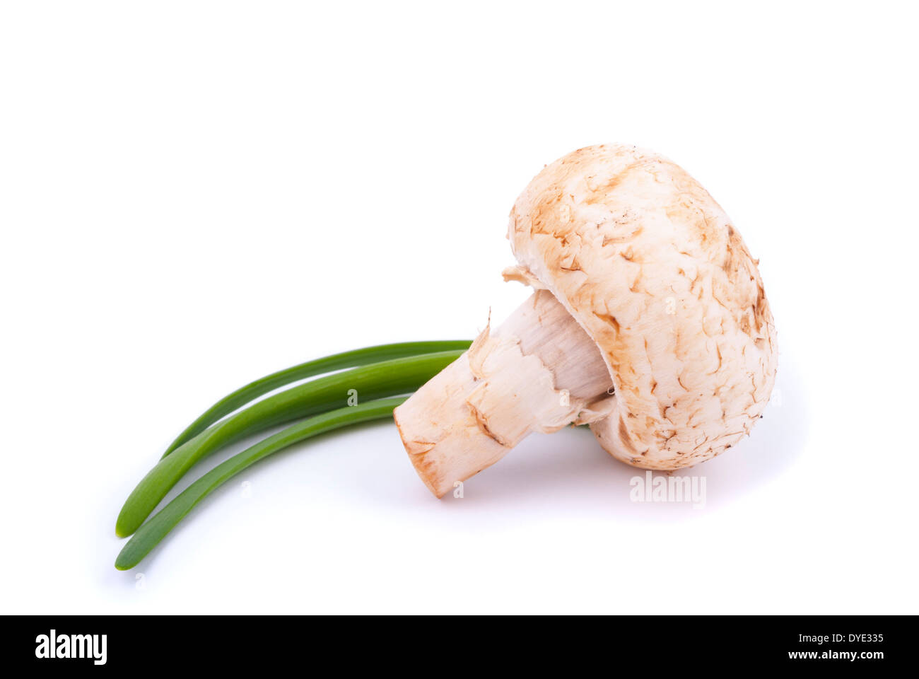 Pilz isoliert auf weißem Hintergrund. Stockfoto