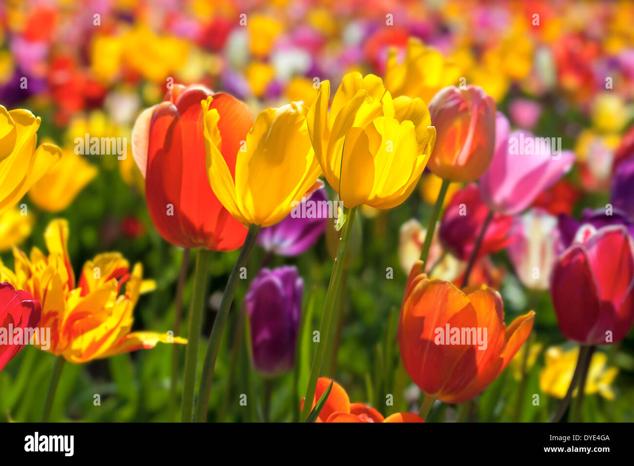 Bereich der Mischfarben Tulpe Blumen in voller Blüte im Frühjahr Saison Landschaft am Oregon Tulip Farm Hintergrund Stockfoto