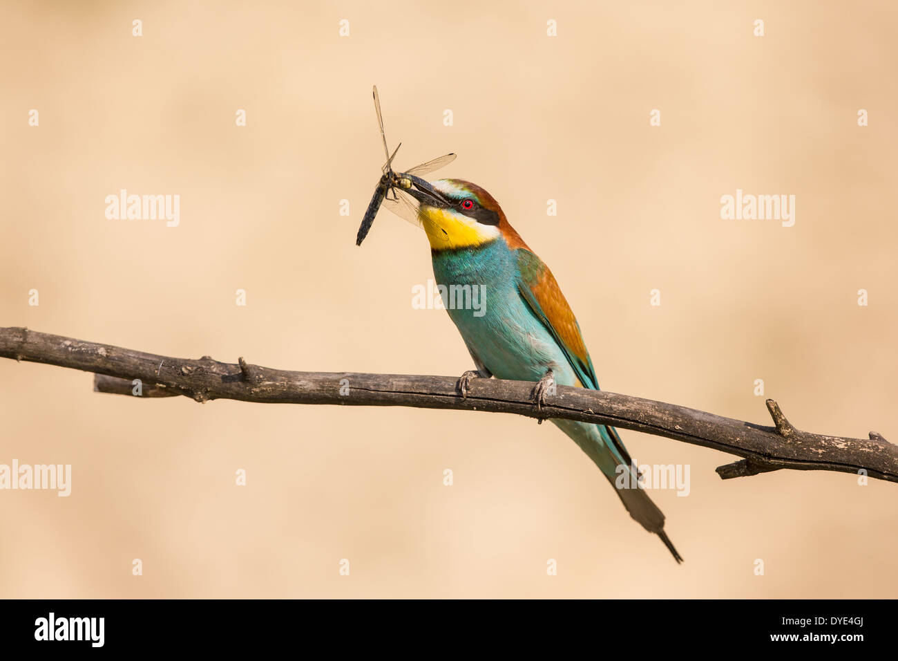 Europäische Bienenfresser (Merops Apiaster) thront auf einem Ast mit einem nicht identifizierten Libelle (Odonata) Stockfoto