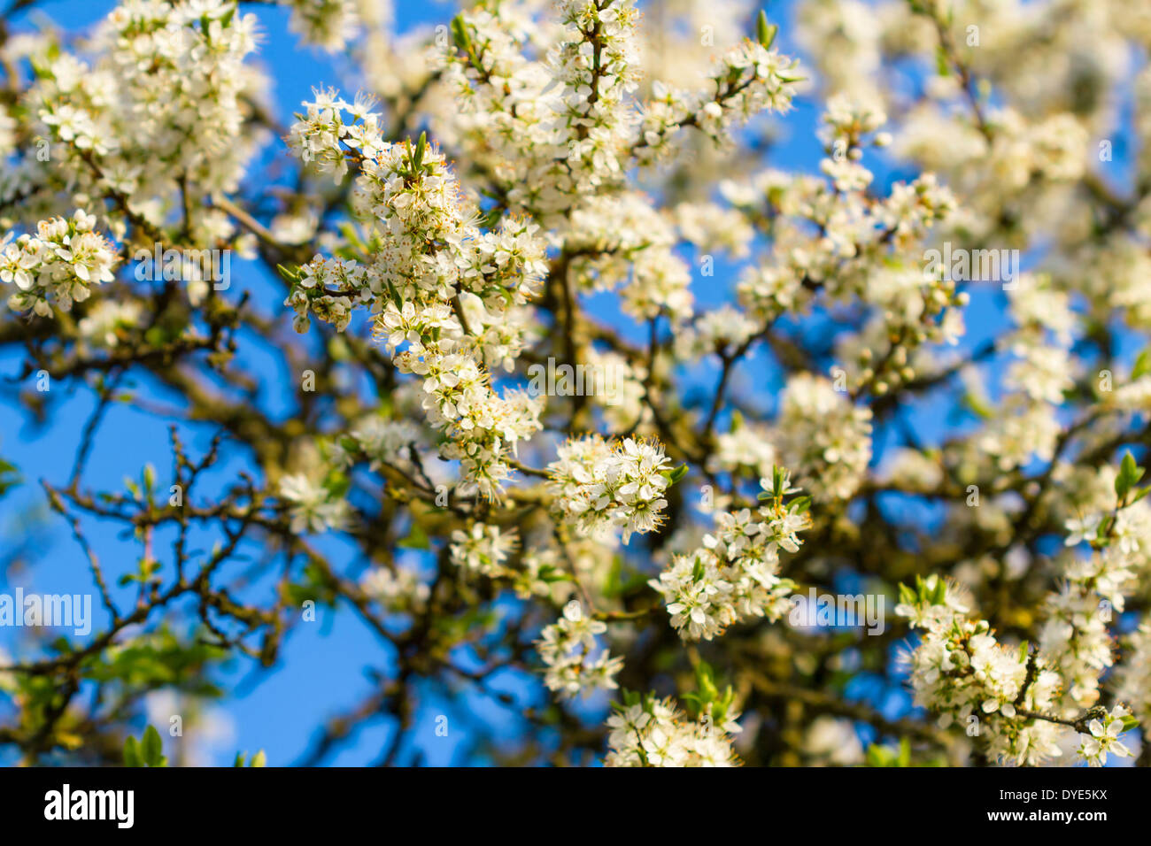 Blüte Baum Blumen Frühling im freien Stockfoto