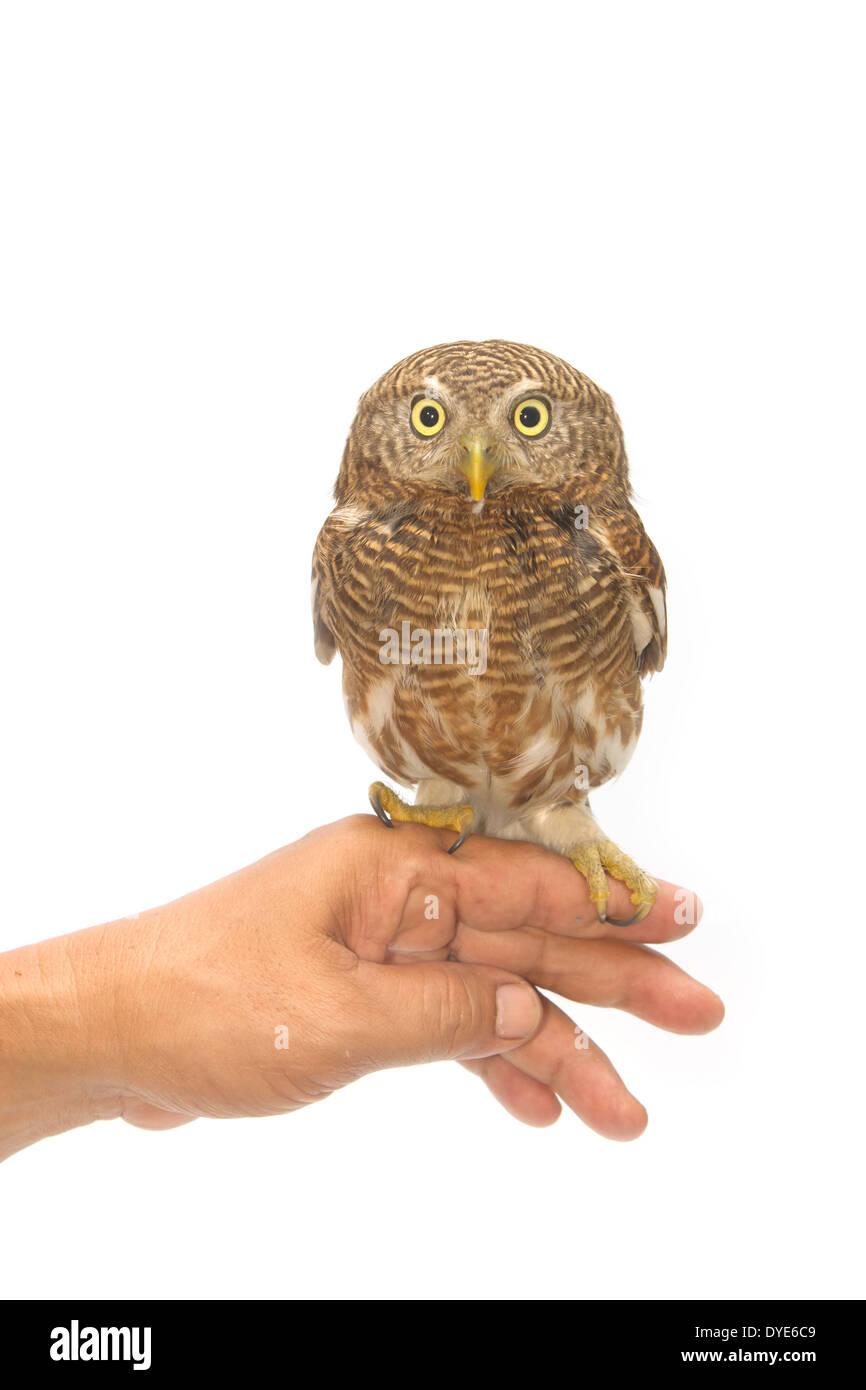 Eule auf Handler Hand sitzen Stockfoto