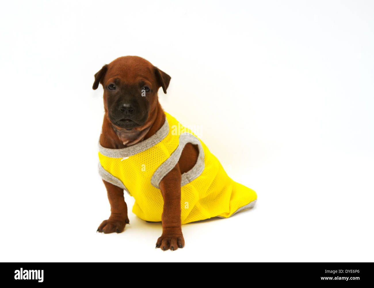 Thai Ridgeback Welpen in gelbes Tuch Stockfoto