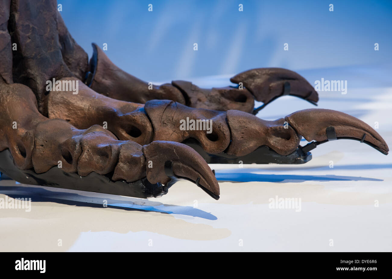 Fossilen hinteren Zehen eines Tyrannosaurus Rex. Kreidezeit Alter. Stockfoto