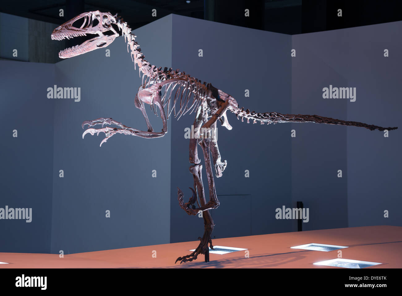 Fossil Skelett eines Deinonychus. Kreidezeit Alter. Stockfoto