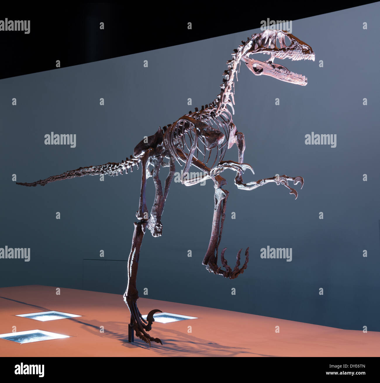 Fossil Skelett eines Deinonychus. Kreidezeit Alter. Stockfoto