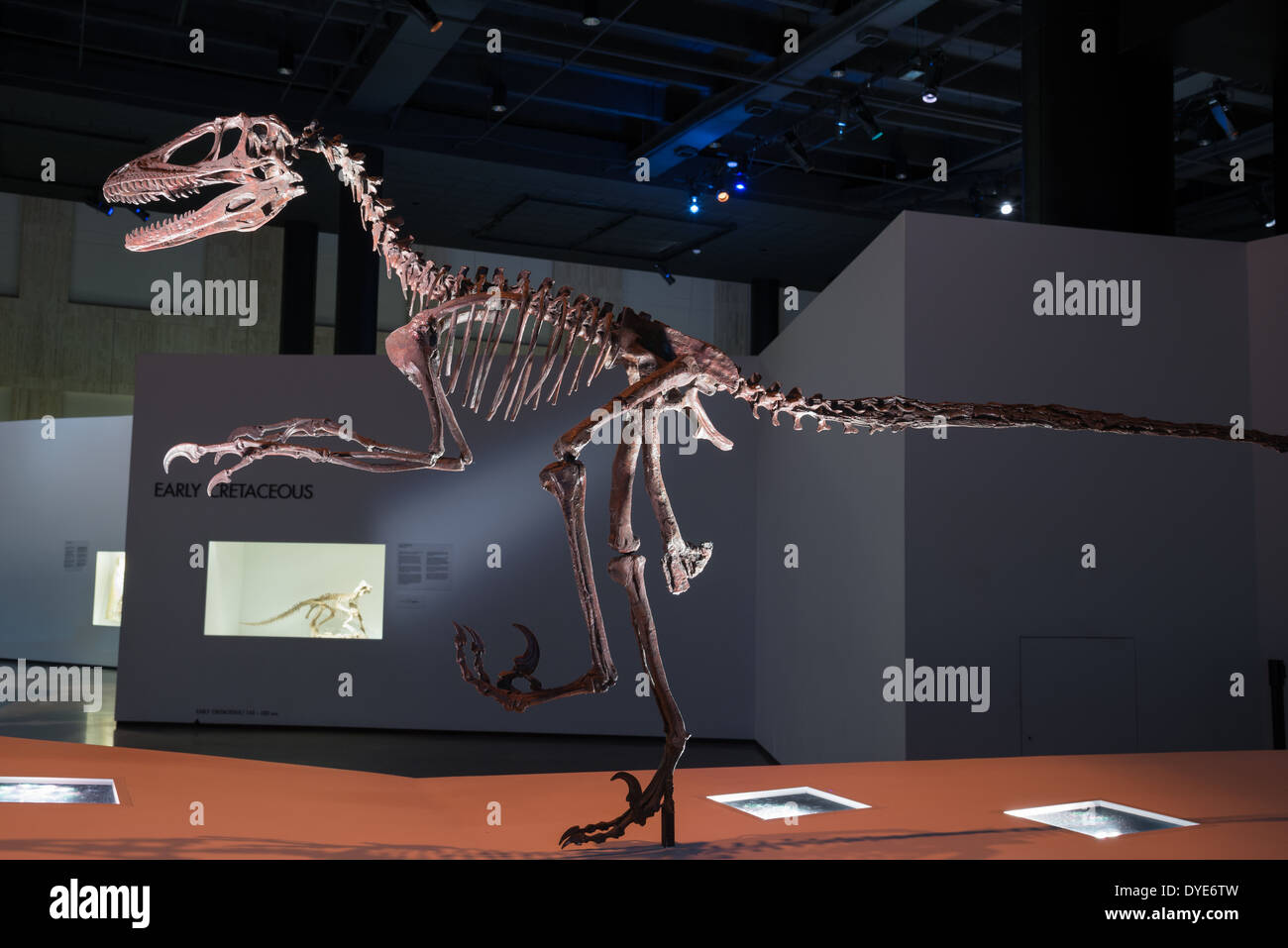 Fossil Skelett eines Deinonychus. Kreidezeit Alter. Stockfoto