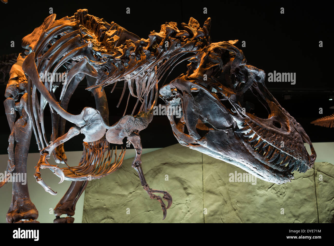 Fossil Skelett eines Tyrannosaurus Rex. Kreidezeit Alter. Stockfoto