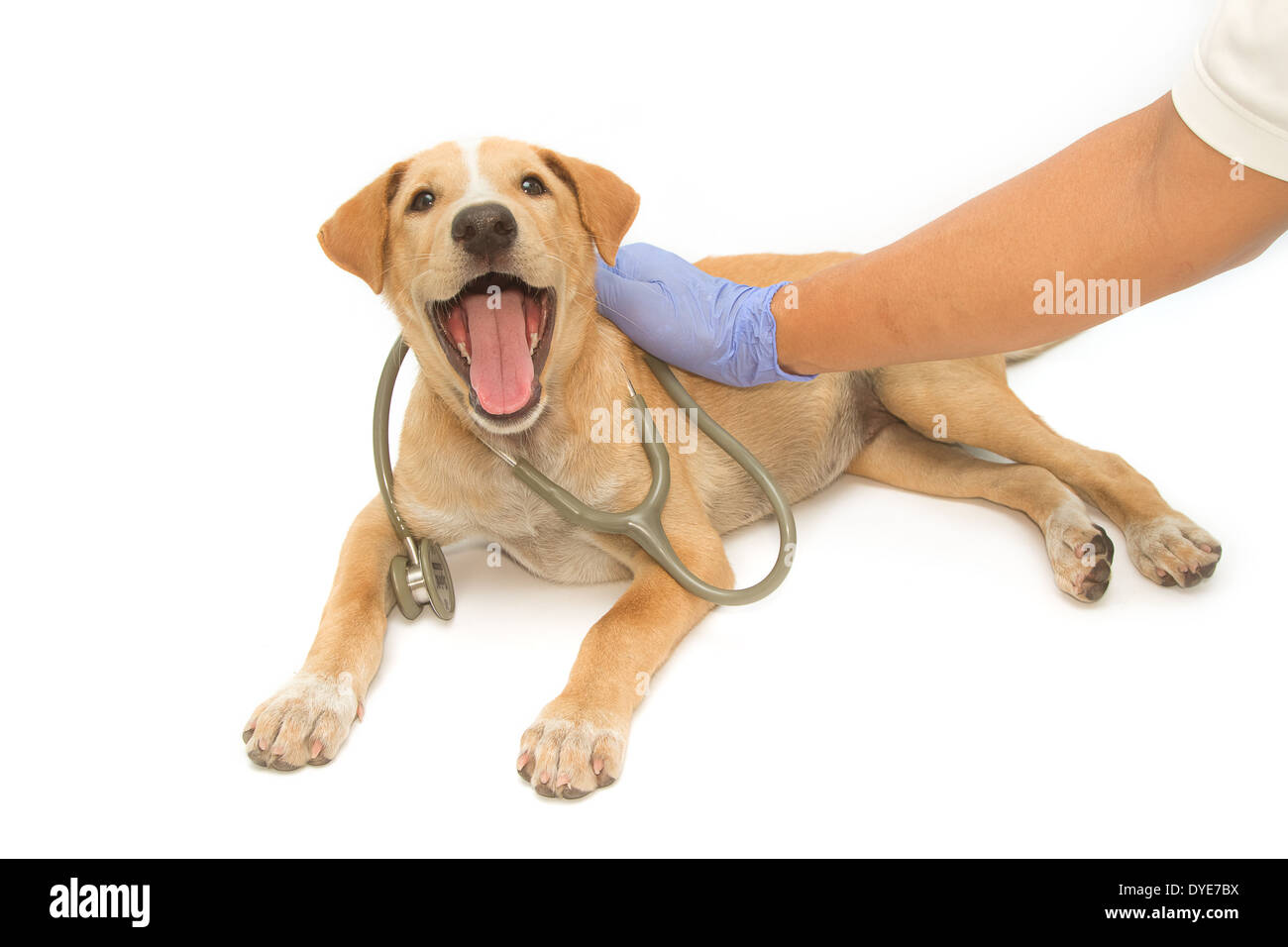 Tierarzt und einen niedlichen Welpen mit Stethoskop Stockfoto