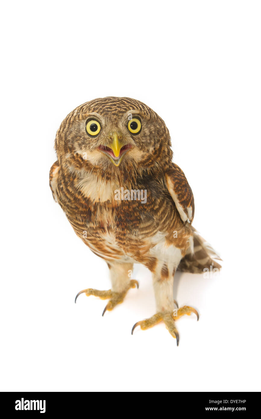 Asiatische verjährt Owlet (Glaucidium Cuculoides) Stockfoto