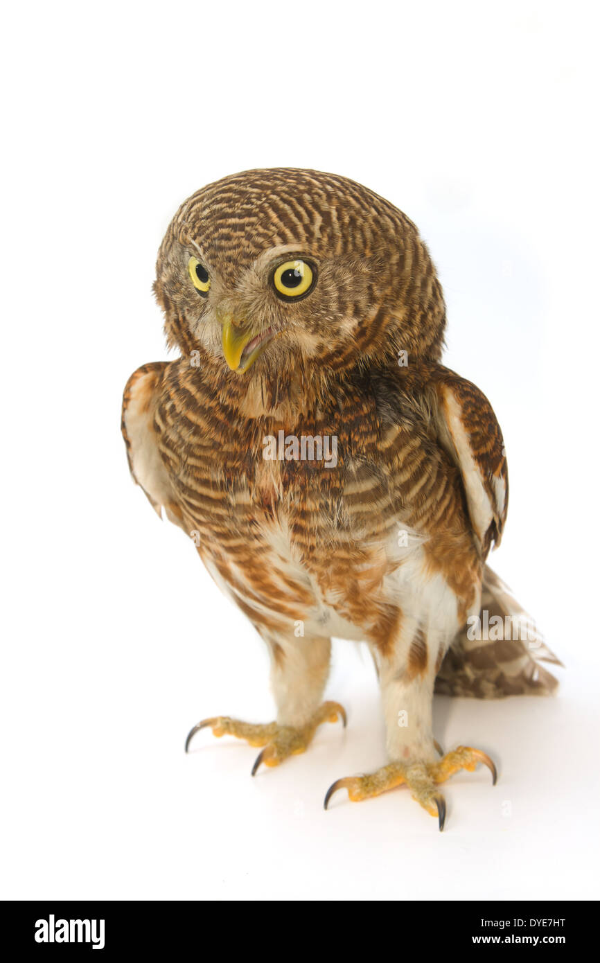 Asiatische verjährt Owlet (Glaucidium Cuculoides) Stockfoto