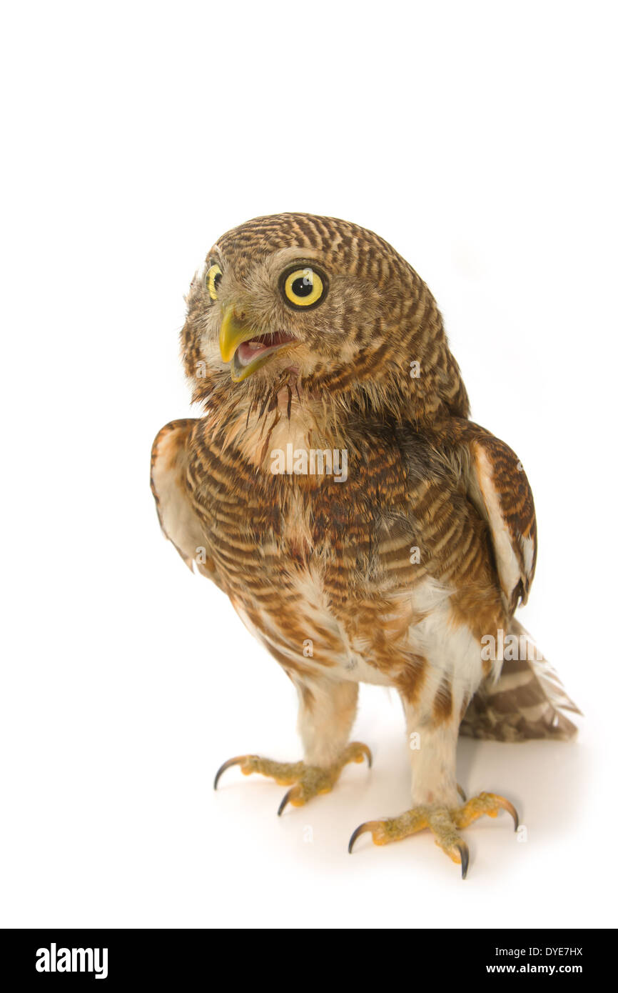 Asiatische verjährt Owlet (Glaucidium Cuculoides) Stockfoto