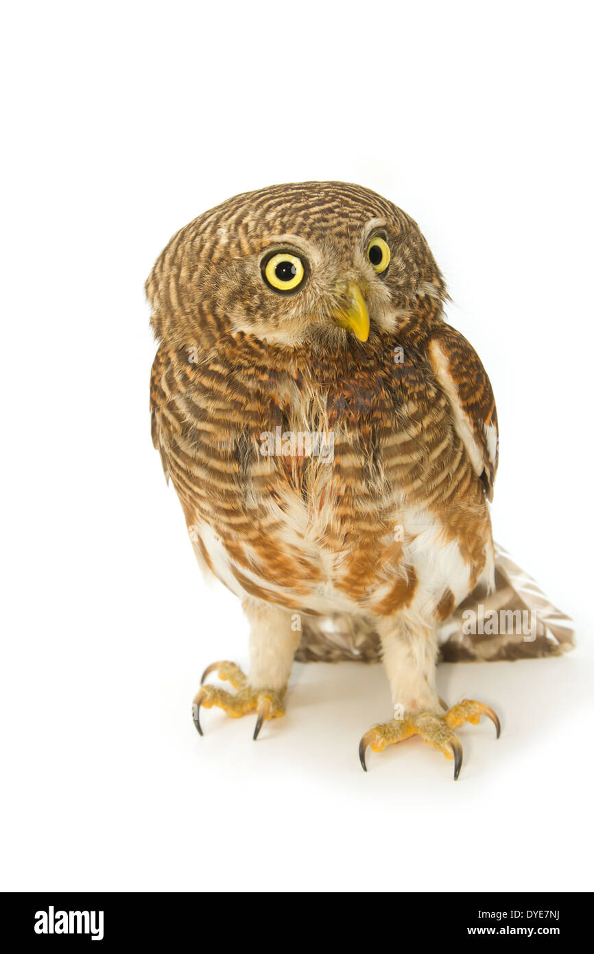 Asiatische verjährt Owlet (Glaucidium Cuculoides) Stockfoto