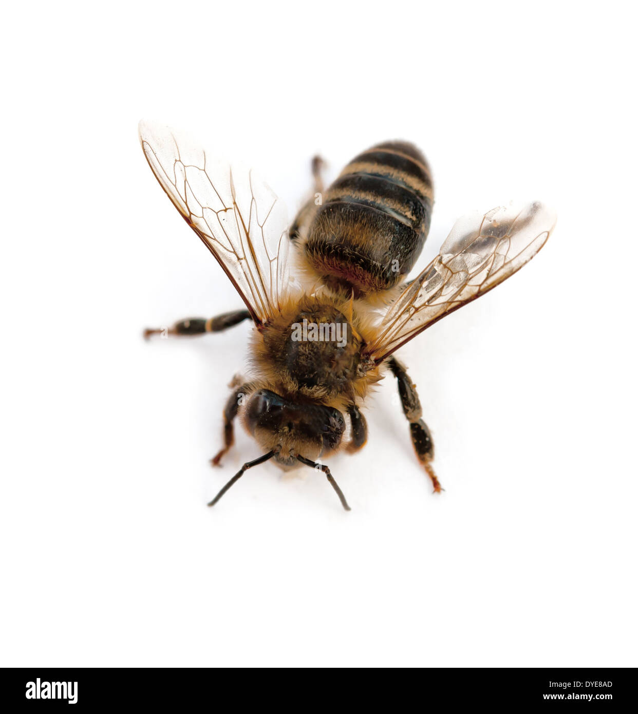 Biene auf dem weißen isoliert Stockfoto