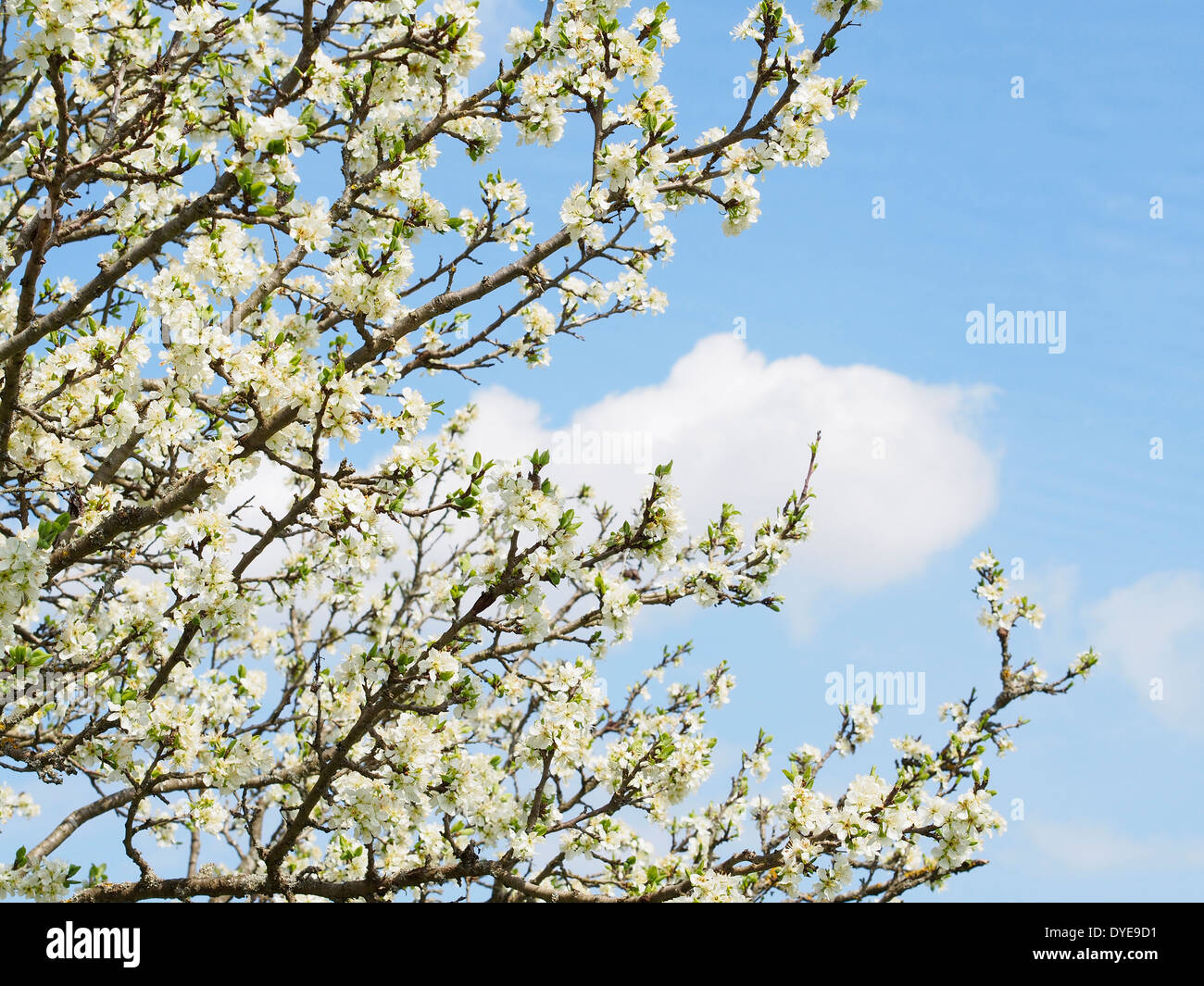 Neue Blüten von einem Kirschbaum im Frühling Stockfoto
