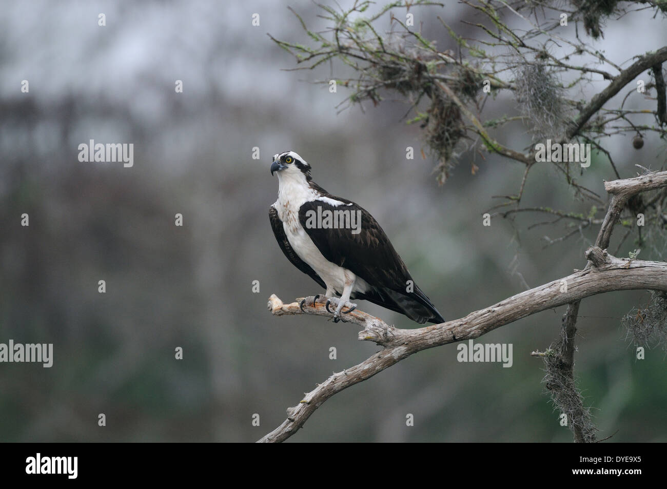 Fischadler Pandion Haliaetus sitzt auf einem Ast zwischen Bäumen im blauen Cypress Lake Central FL Stockfoto