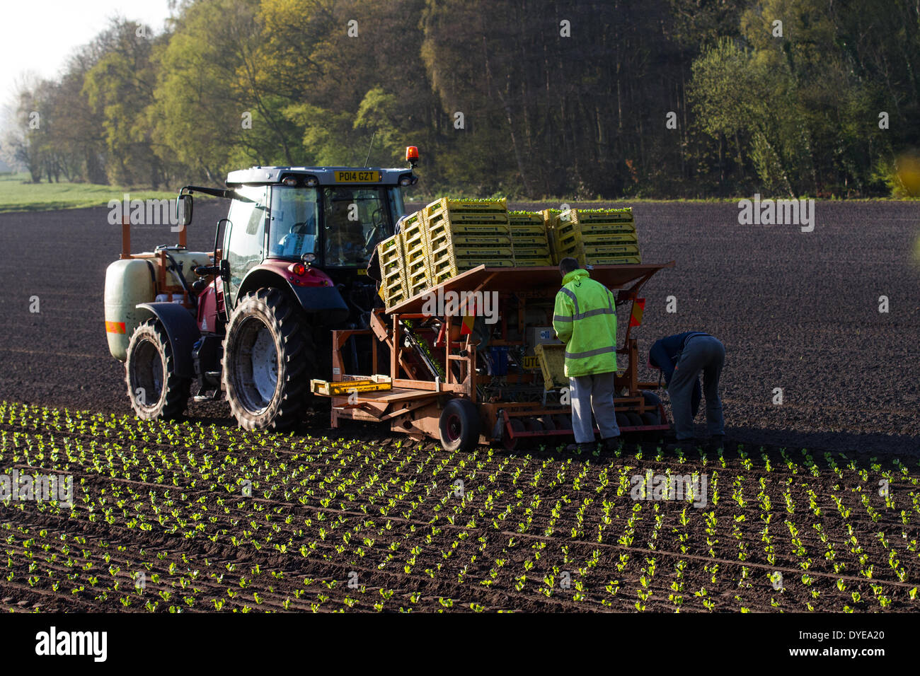 Frühjahrspflanzung von Salat in Rufford, Lancashire, Großbritannien April 2014. Die Mitarbeiter von Coe House Farms nutzen Massey Ferguson-Traktor und automatischen Pflanzanhänger, da sie die trocknenden Böden und das wärmere Wetter nutzen, um Frühlingsgemüse zu Pflanzen. Semi-winterharte, propagierte Gemüsesämlinge, entweder gepresste Blöcke oder locker gefüllte Module, von Premier Plant Producers sollten nun im neu bebauten Boden gedeihen, obwohl sie mit Vlies bedeckt sein können, wenn Frostgefahr besteht. Stockfoto