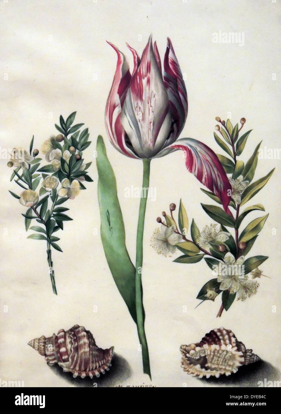 Eine Tulpe, die zwei Federn der Myrte und zwei Muscheln von Maria Sibylla Merian (1647-1717) Aquarell auf Pergament, c 1670-1680. Als Tochter eines Künstlers, Maria Sibylla Berian erlernte an einem frühen Alter zu zeichnen. Wie so viele Künstlerinnen damals, wählte sie Blumen und Insekten als ihre Themen. Sie übertraf in ihrer Kunst - beobachtete sie Insekten, insbesondere der Schmetterlinge - in einer wissenschaftlichen Art und Weise, in der niederländischen Kolonie Surinam gereist und veröffentlicht Bücher in ihrer Arbeit untersuchen. Stockfoto