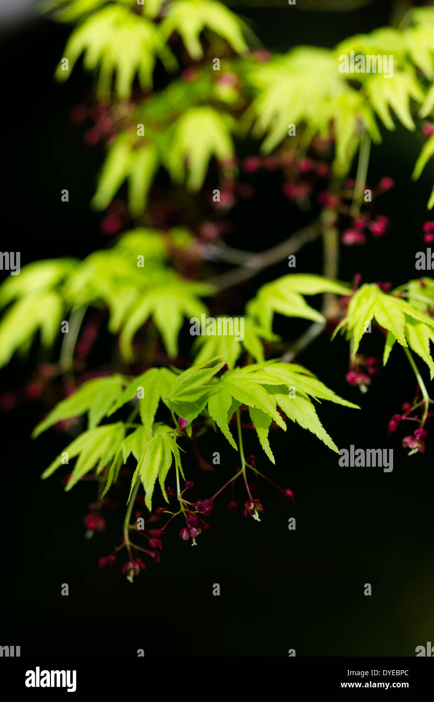 Acer Blätter und Blüten, erschossen in einem Fenster des Lichts Stockfoto