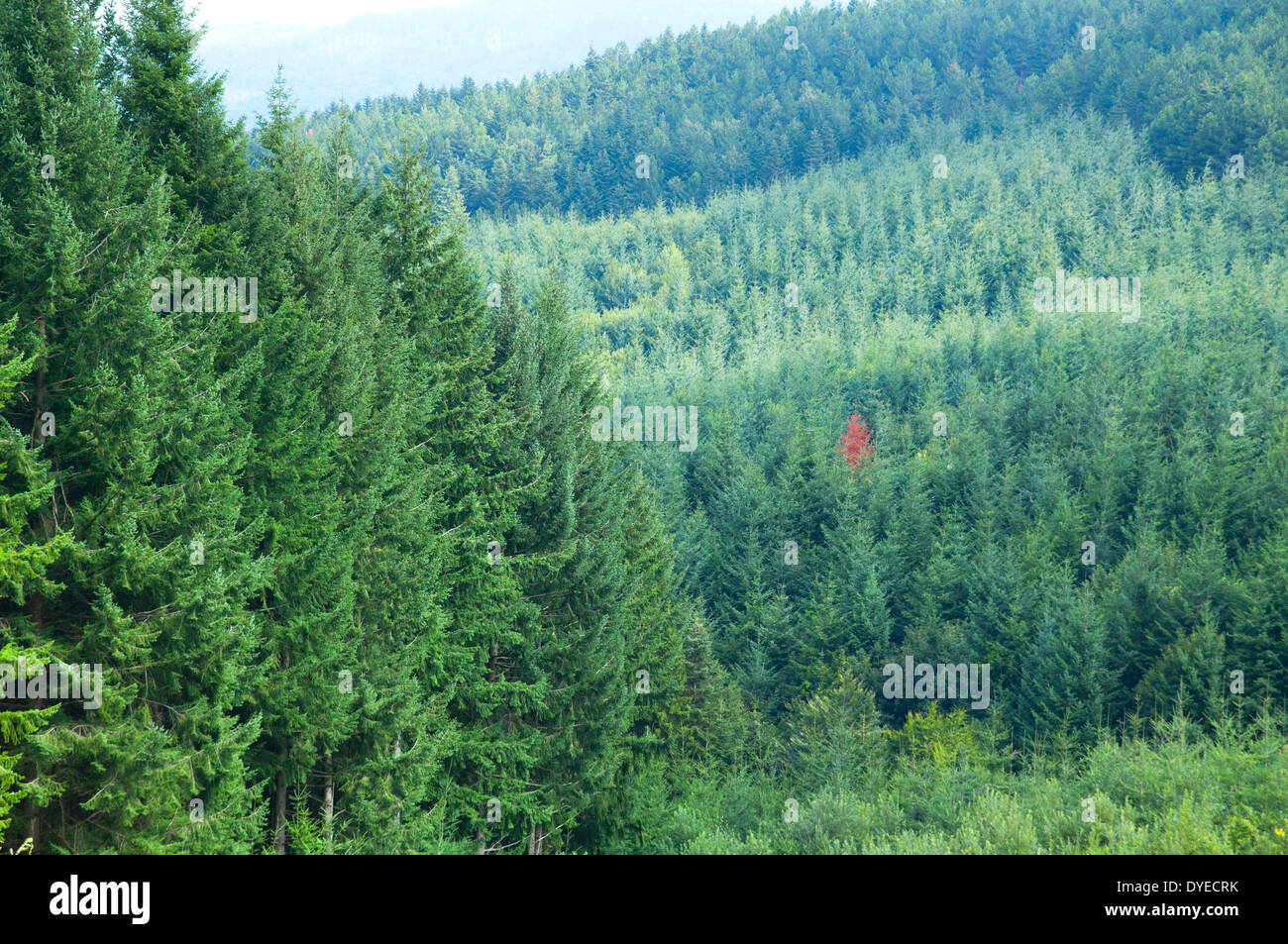 Grünen Wald Stockfoto