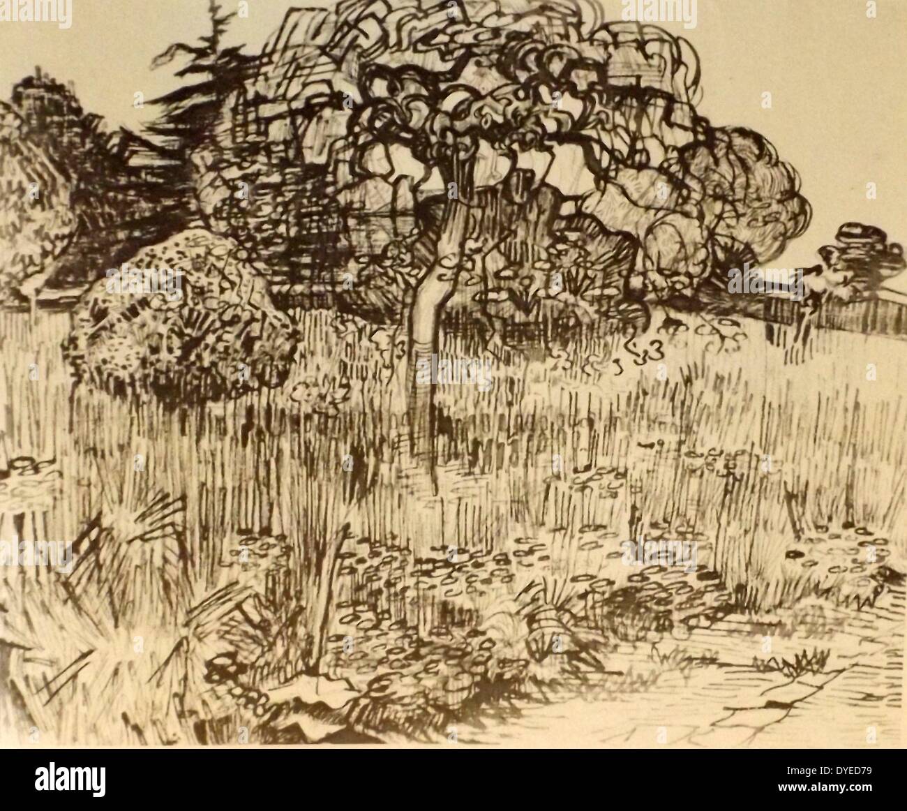 Skizze mit dem Titel Baum in einer Wiese. Eine Landschaft, die Szene von Vincent Van Gogh (1853 - 1890) post-impressionistischen Maler niederländischer Herkunft. Vom 1872 Stockfoto
