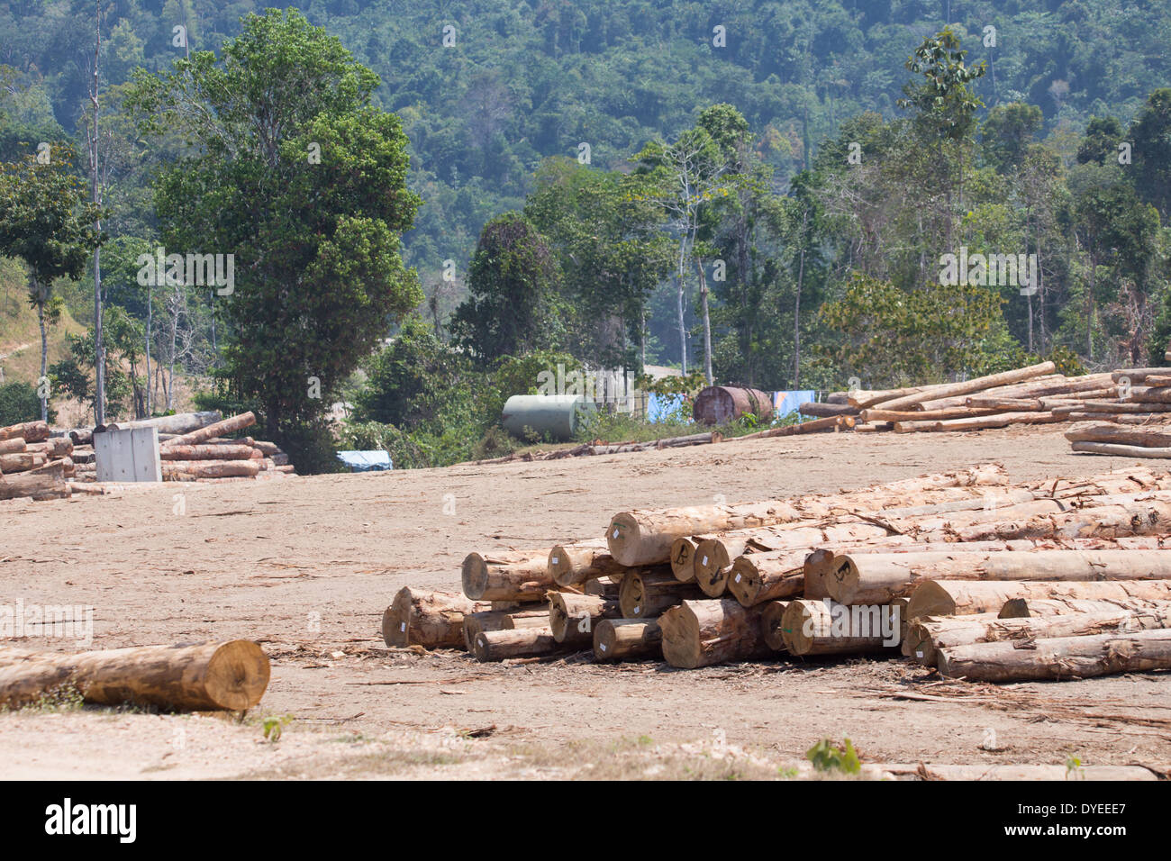 Gefälltem Holz, Baumstämmen, meldet sich in einem Holzfällerlager, umgeben von sekundären Regenwald, Provinz Pahang, Malaysia Stockfoto