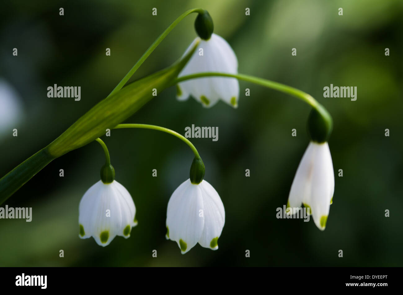 vier Schneeglöckchen Blütenköpfe Stockfoto