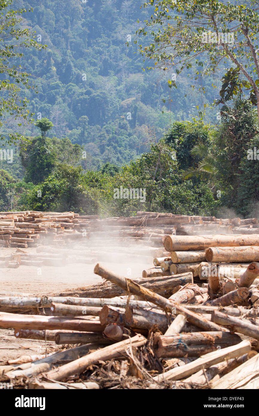 Gefälltem Holz, Baumstämmen, meldet sich in einem Holzfällerlager, umgeben von sekundären Regenwald, Provinz Pahang, Malaysia Stockfoto