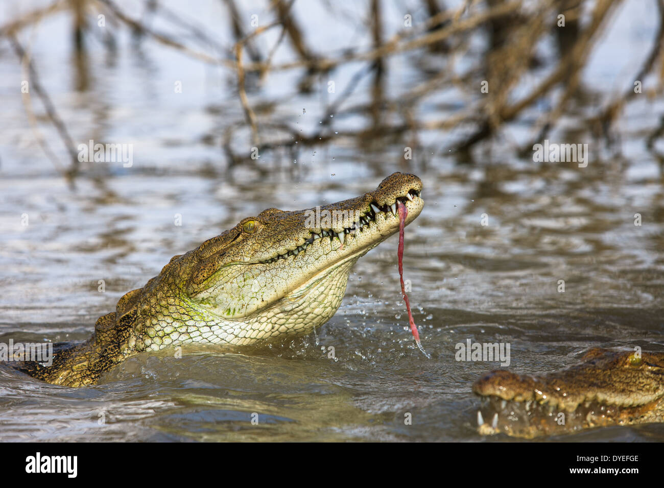 Nilkrokodile (Crocodylus Niloticus) Essen in Baringo-See Stockfoto
