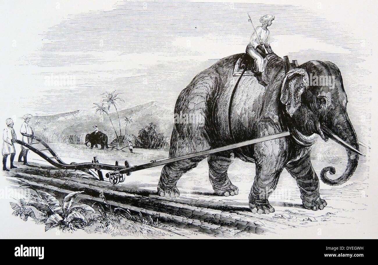 Elefant verwendet einen Pflug auf einem indischen Zucker Plantage. Stahl und Gusseisen durch Ransomes & darf, Ipswich, England Pflug. Holzschnitt, 1847. Stockfoto