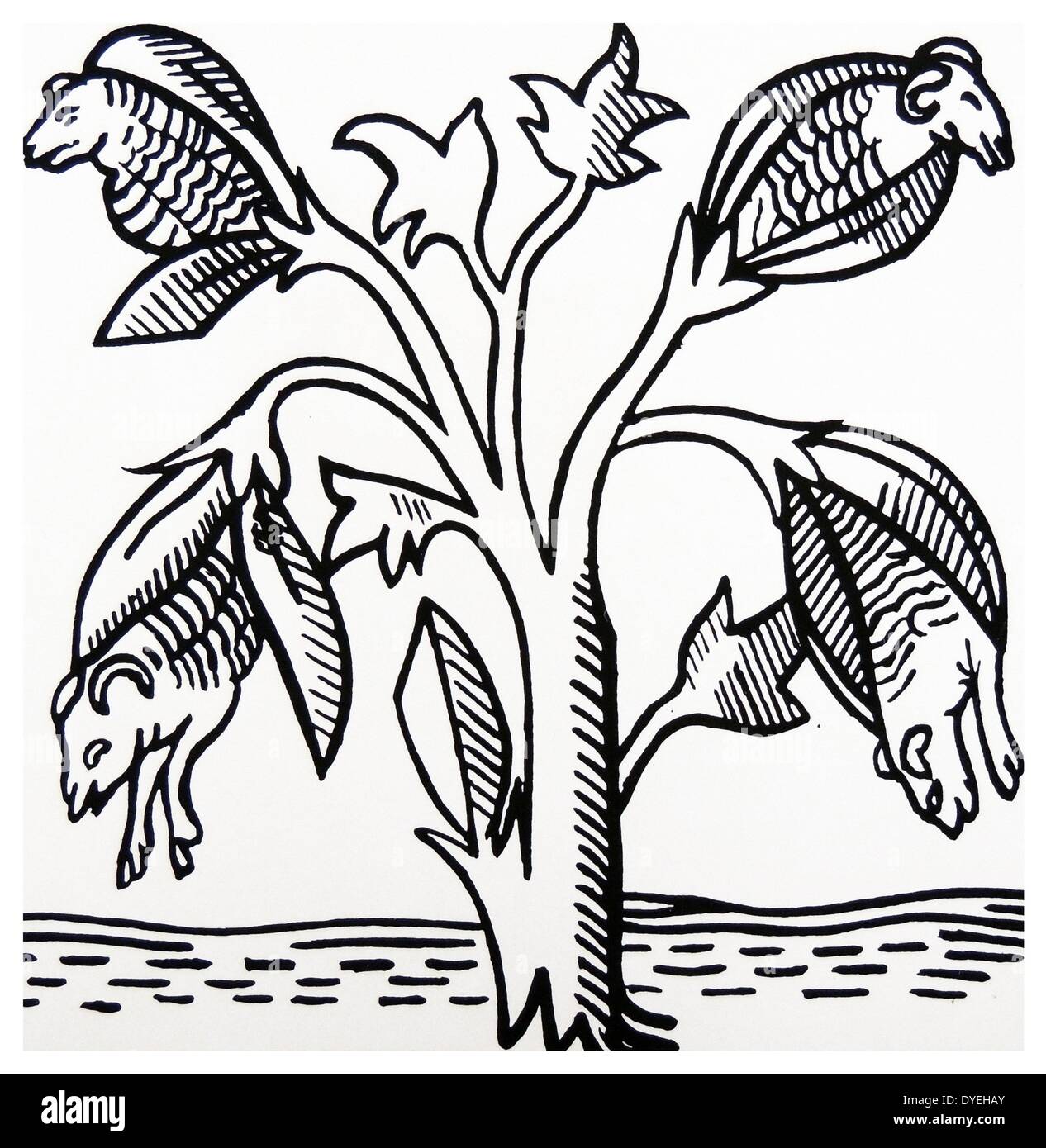Variation Der nonnengänse Legende angezeigt Lämmer, fallen reife Samenkapseln von einem Baum. Holzschnitt nach ''Voiage Travaile von Sir John Manndeville, Knt'' die Geschichte von deren legendären Abenteuer erstmals im Jahre 1371 in Umlauf gebracht. Stockfoto