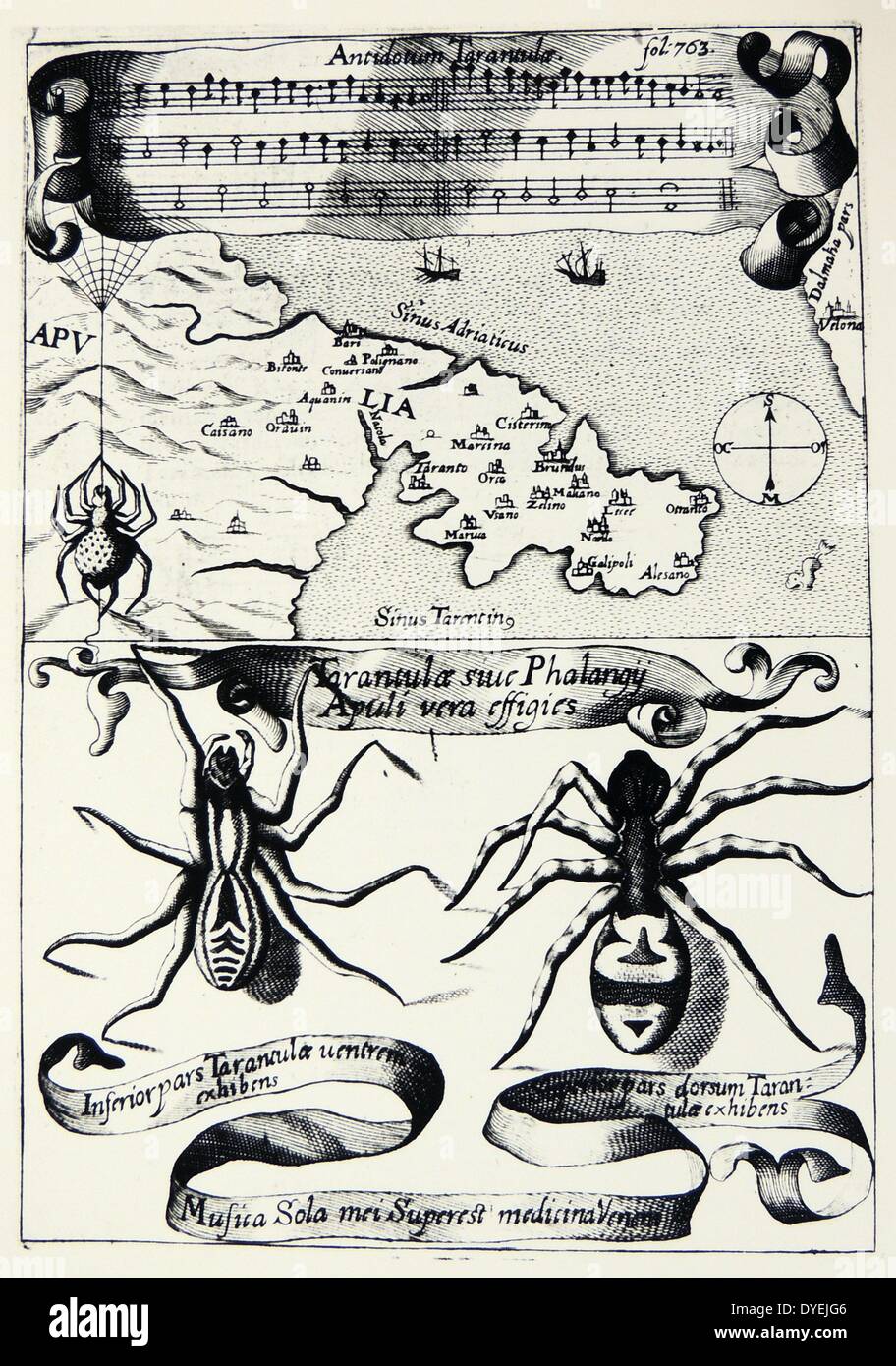 Vermutlich erste veröffentlichte Abbildung: Tarantella Legende. Biss der Spinne Lycosa tarantula dachte Tarantism, eine Krankheit, in der der Leiden weinte und gefegt, bevor es in einen wilden Tanz zu verursachen. Von "Agnes: sive de Ars Magnetica'', Rom, 1643, von Athanasius Kircher. Stockfoto