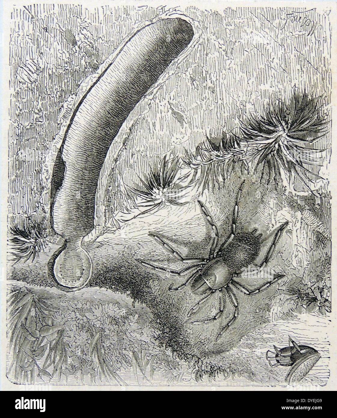Der Steinfangmulde (Maurer) Spider zeigt ein Schnittbild der Graben und ein Muster entstehen. Gravur von'' des Universums'', London, 1874, von F.A. Pouchet. Stockfoto